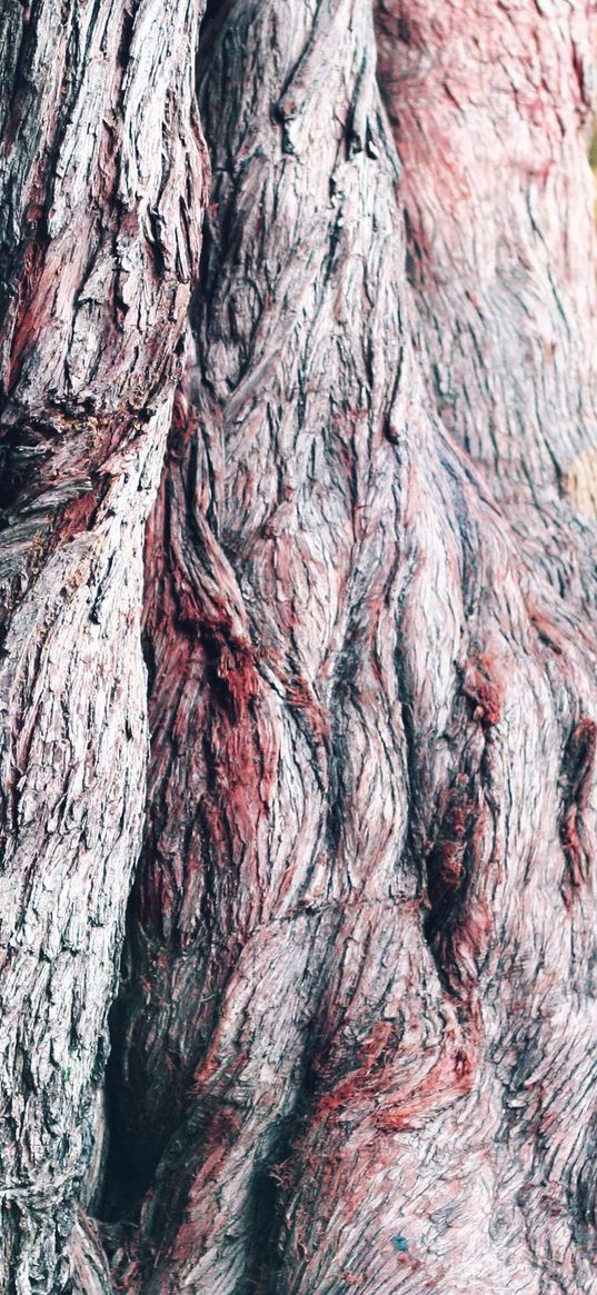 tree, bark, macro, mighty, century, trunk