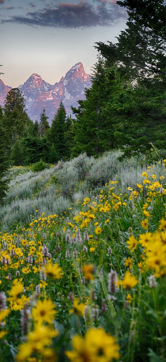 wildflowers, trees, forest, mountains, sky, clouds, nature