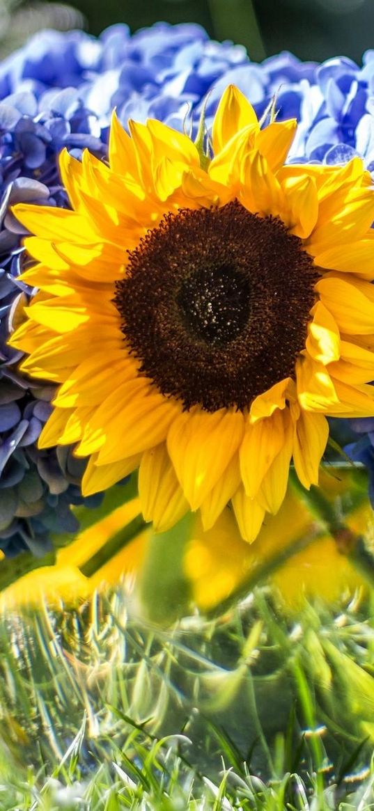 hydrangeas, sunflowers, vase, close up, sharpness