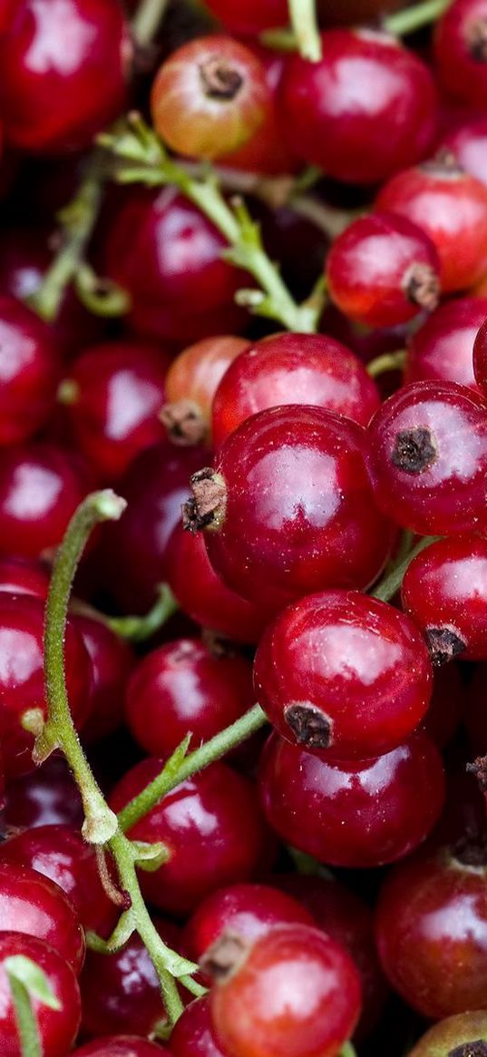 red currant, berry, clusters