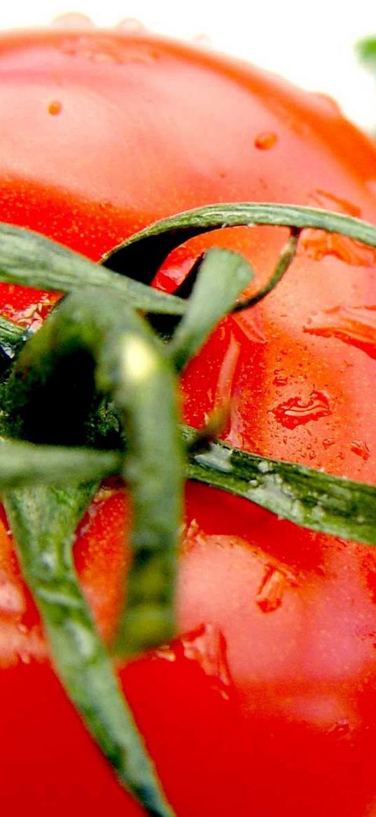 tomato, red, drops, ripe, parsley