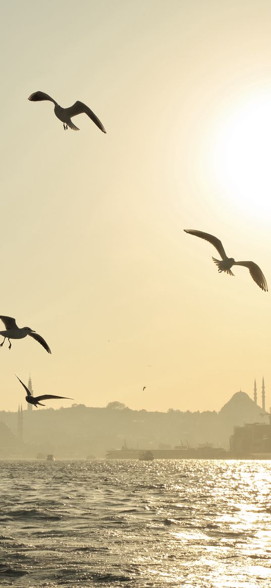 istanbul, city, sunset, sky, birds