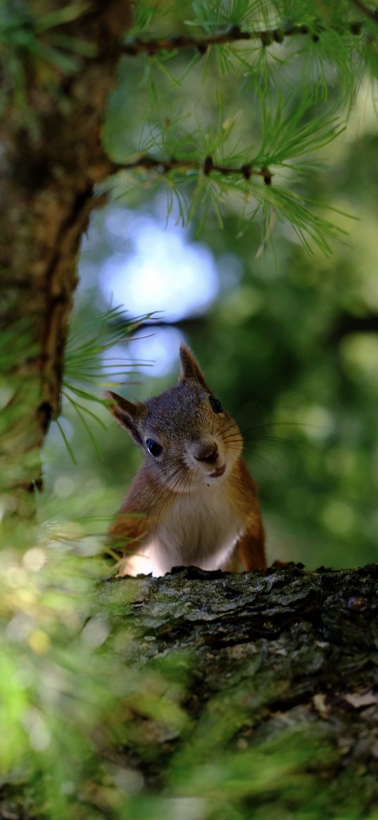 squirrel, animal, tree, nature