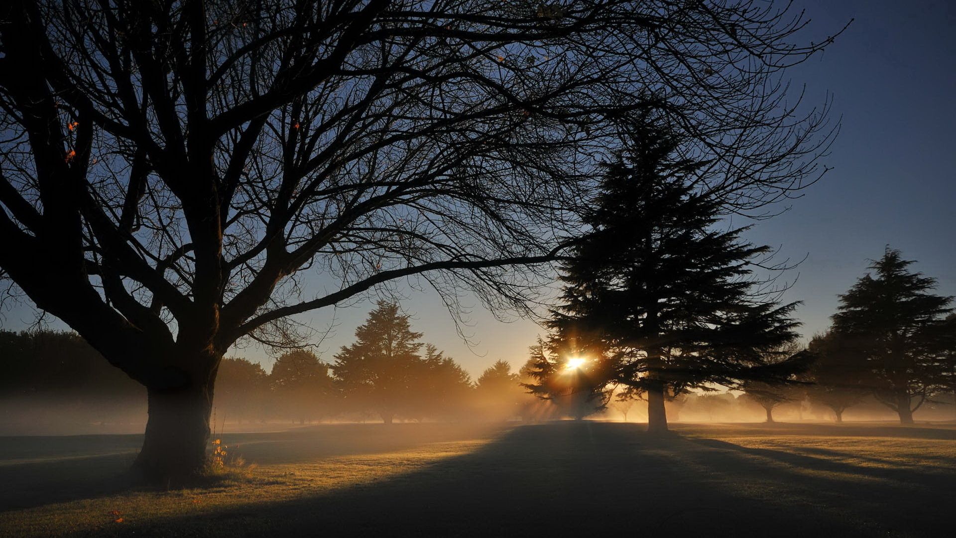 park, trees, sun, light, fir-tree, shadows