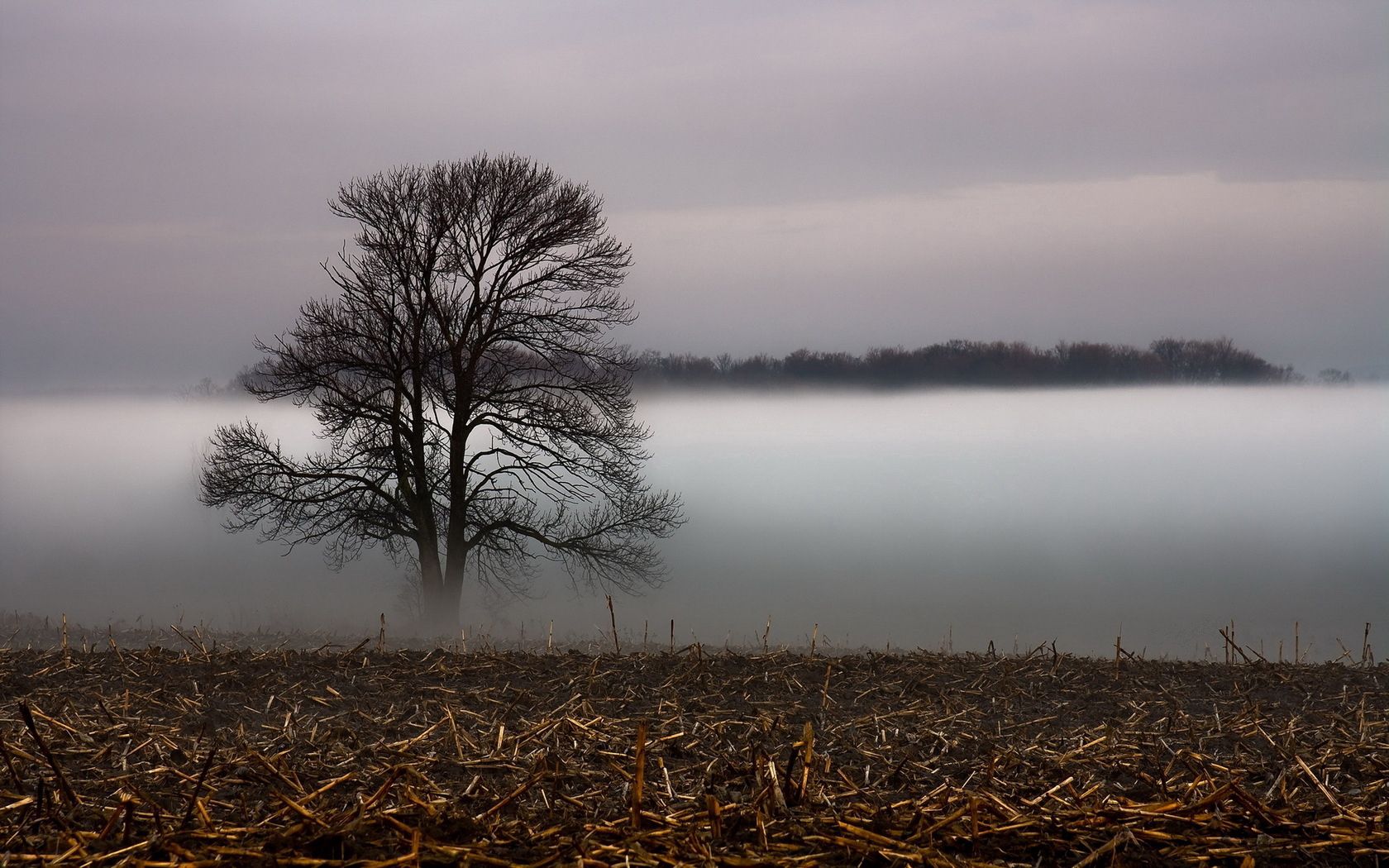 tree, veil, fog, layer, grass, faded