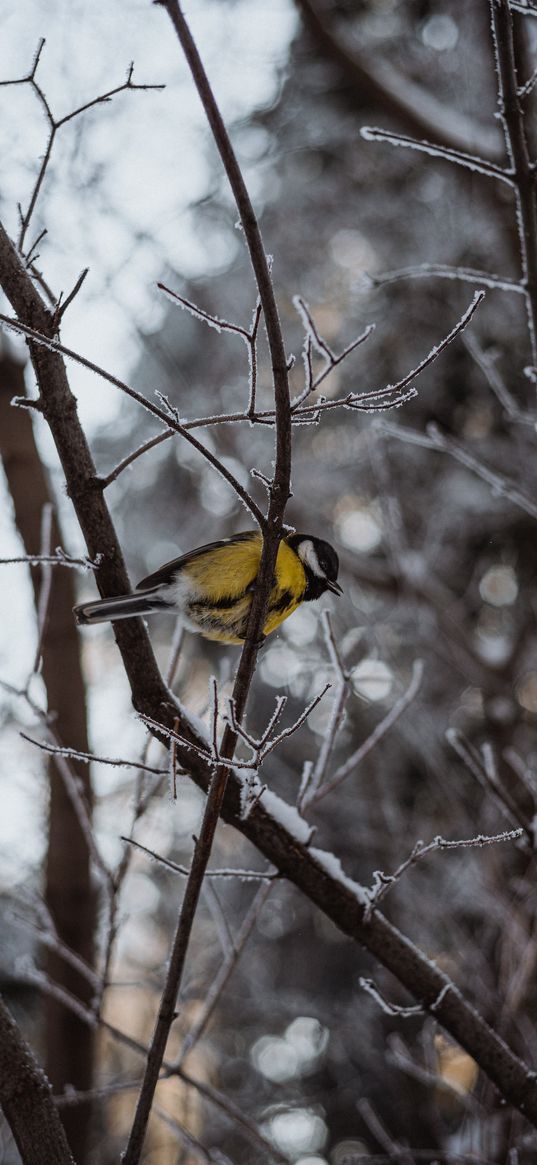 tit, bird, tree, branches, snow, frost, nature, winter