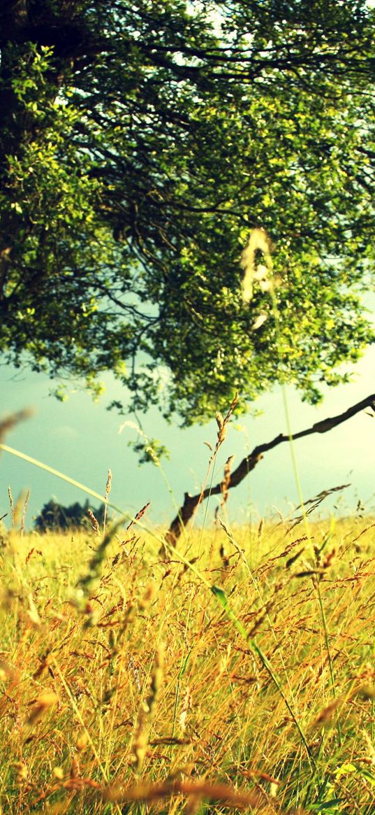 tree, field, grass, rye, ears, summer, colors, paints