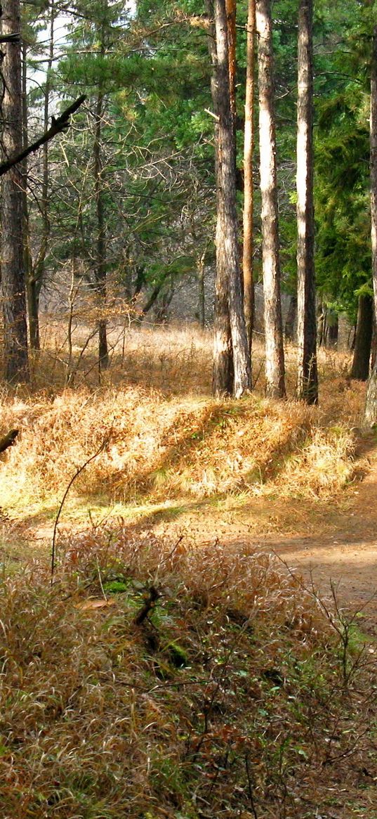 wood, trees, september, expensive