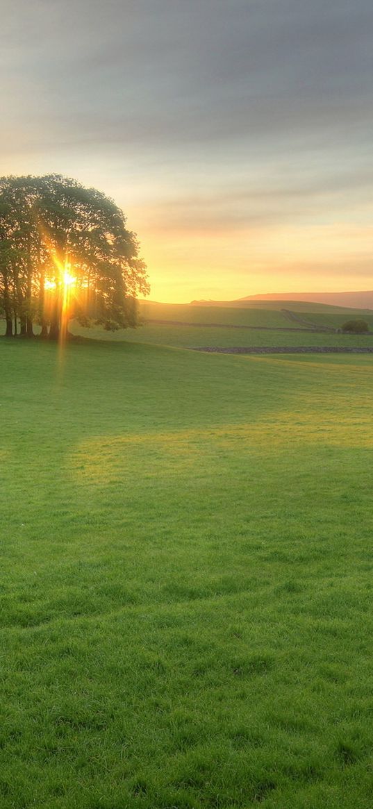 trees, meadow, light, sun, decline, evening, green, open spaces