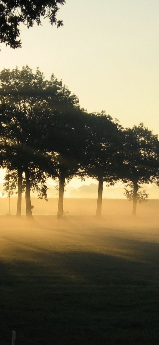 garden, dawn, outlines