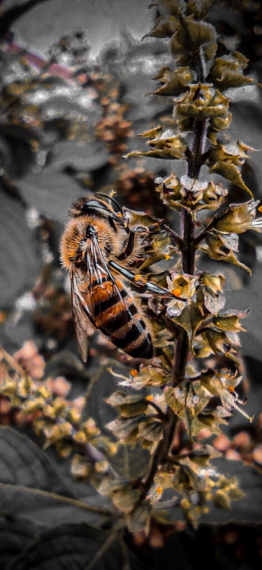 bee, insect, flower, nature, dark