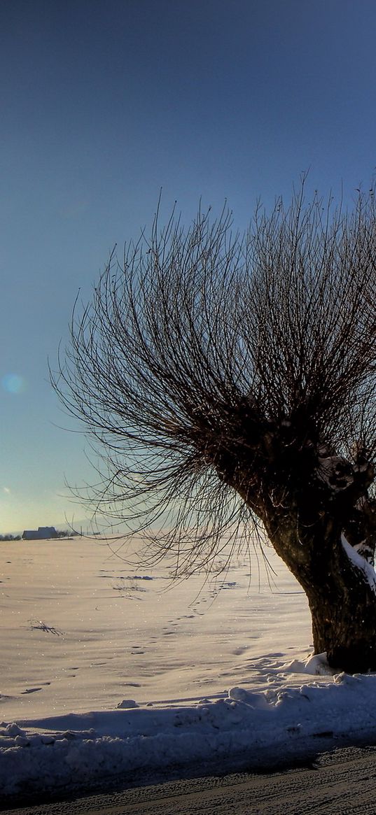 trees, sun, light, patches of light, rods, snow