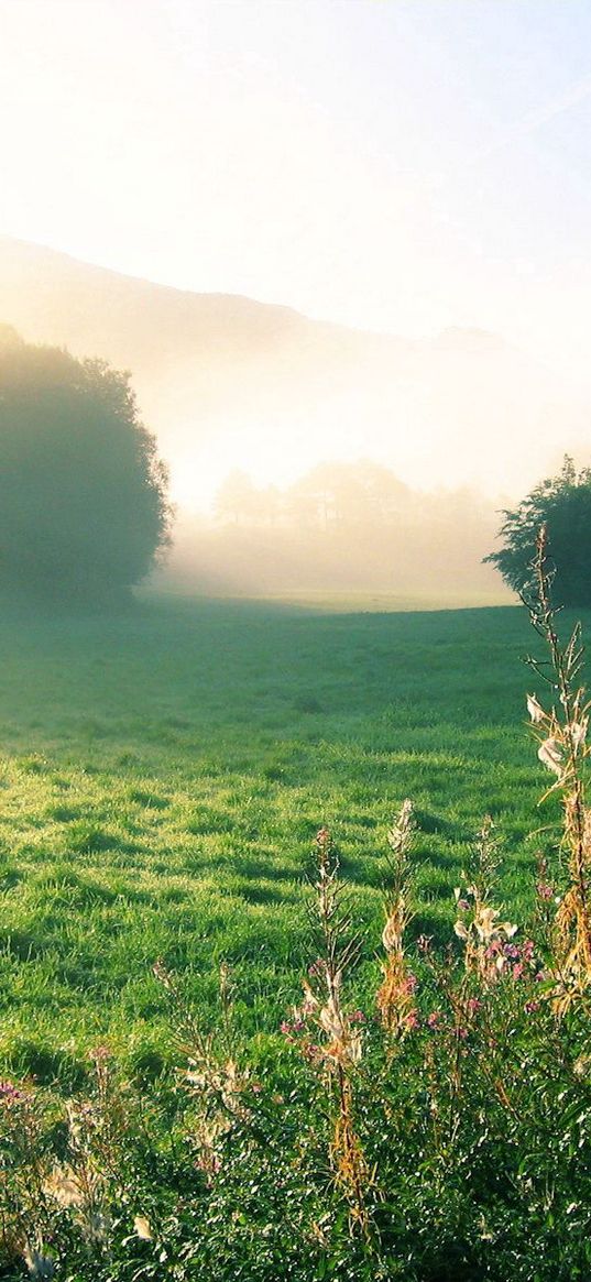 morning, house, fog, dawn, greens