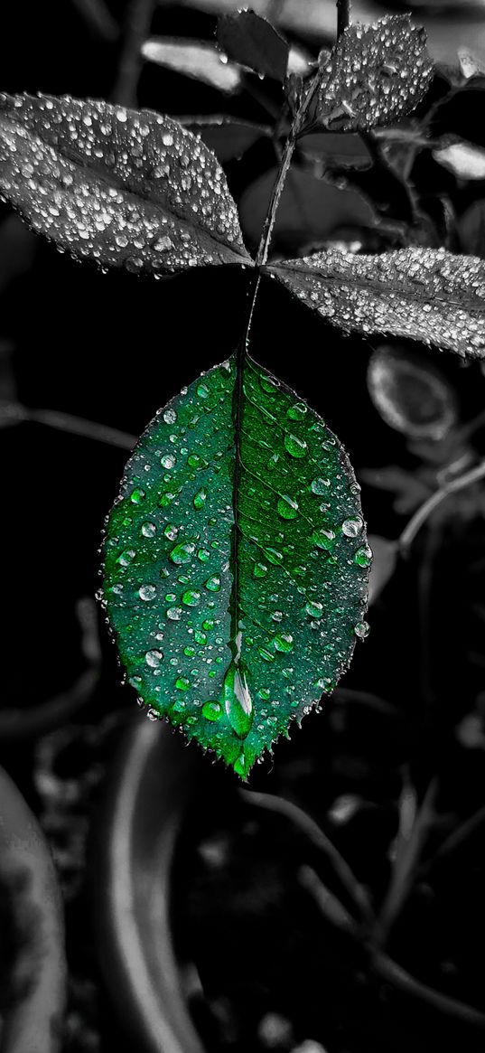 leaf, drops, plant, green, pot, nature