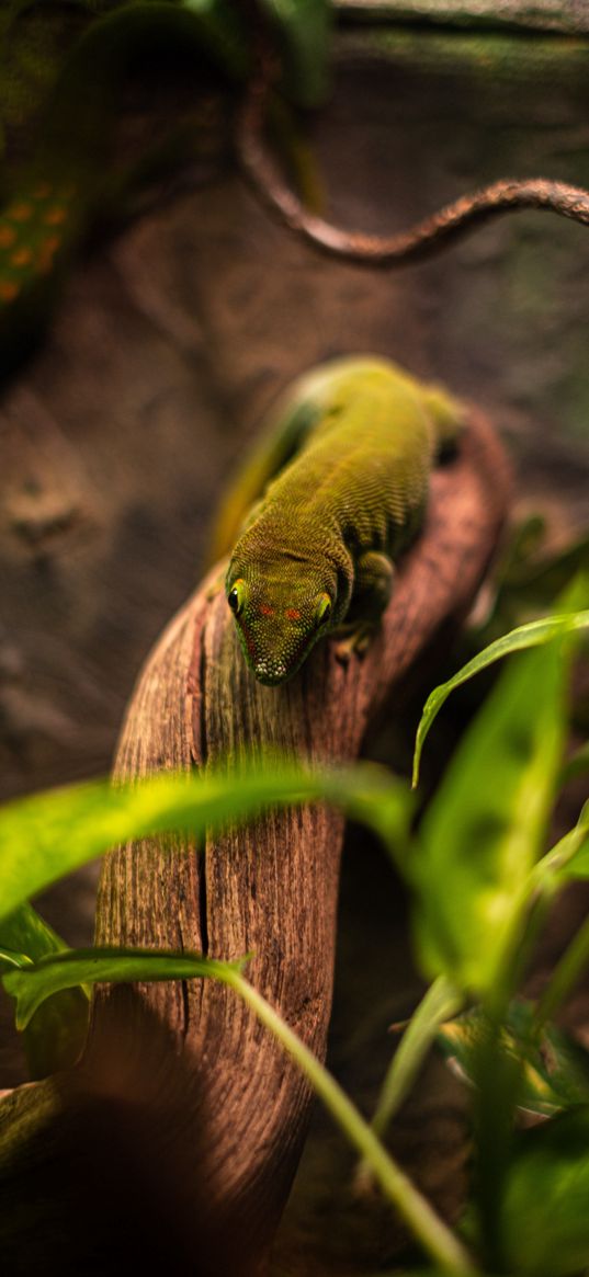 gecko, lizard, tree, plants, green, animal, nature