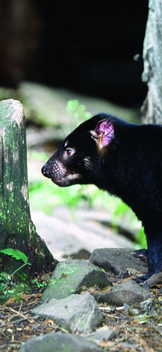 tasmanian devil, grass, food, walk