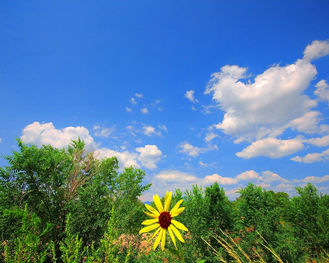 greens, flower, yellow, clouds