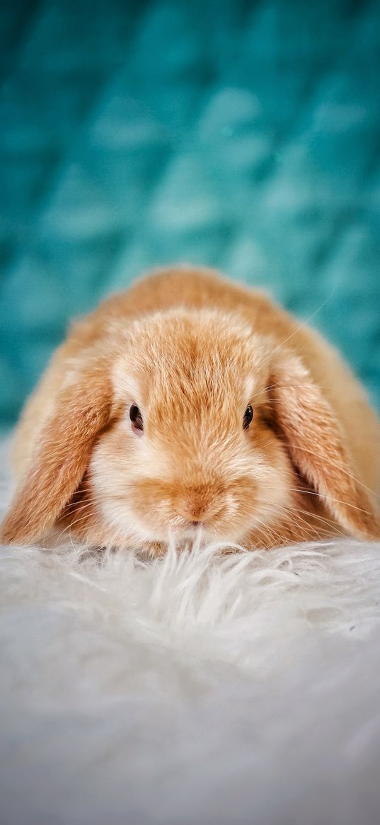 rabbit, pet, fluffy, cute, plaid, animal