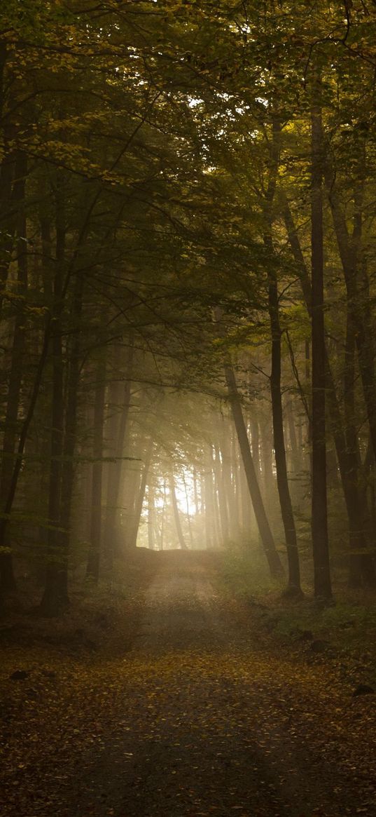 wood, fog, trees, road, autumn, light