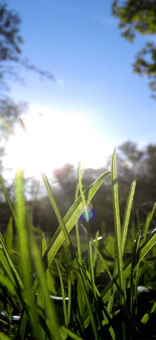 grass, greens, sun, trees, morning