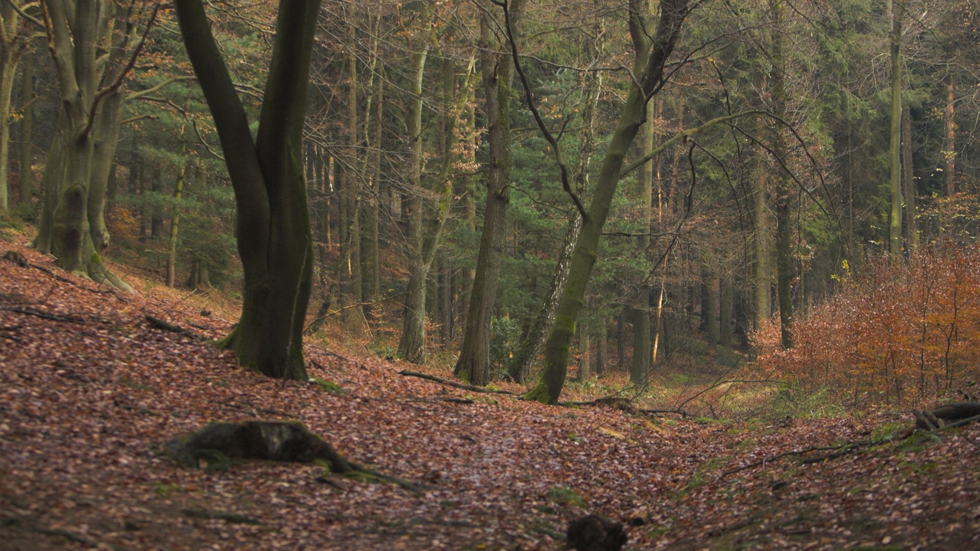 wood, trees, leaves, solitude