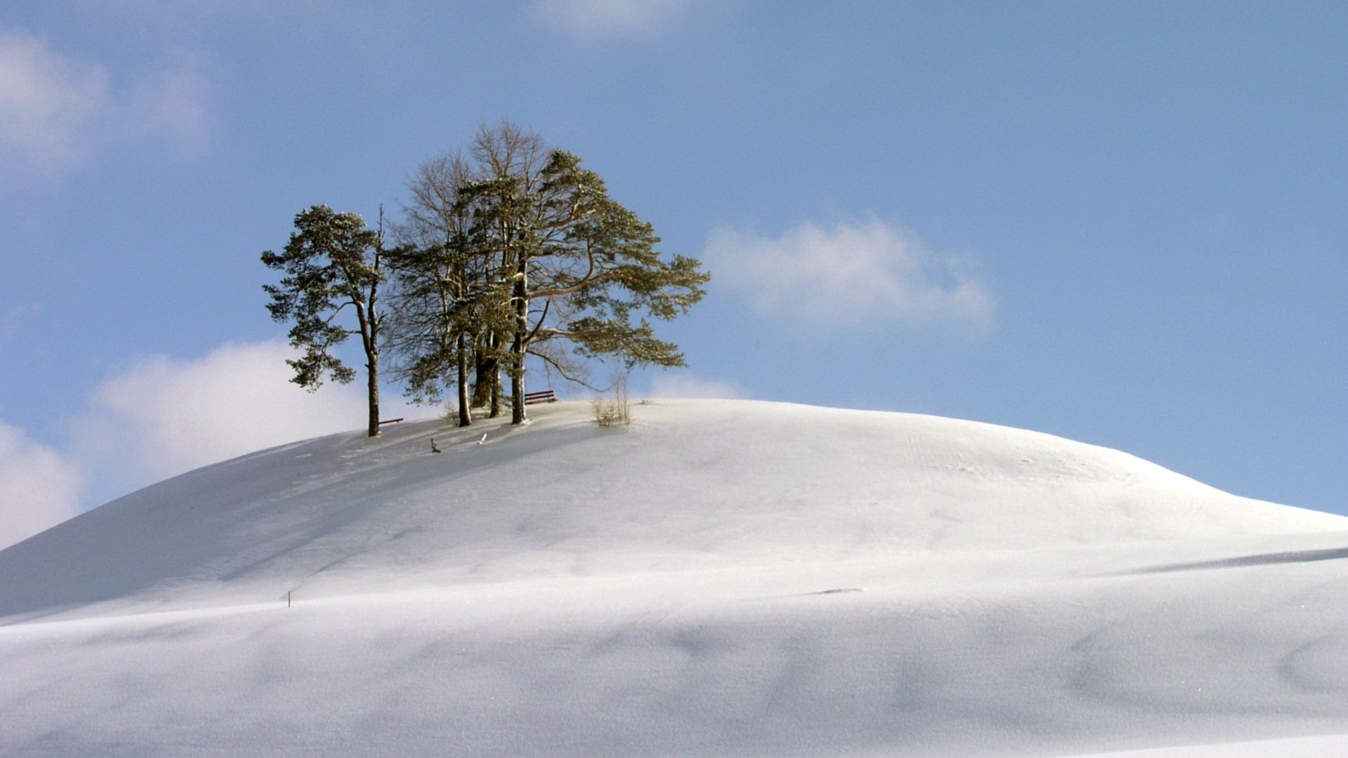 hill, trees, snow, blizzard, wind, cold