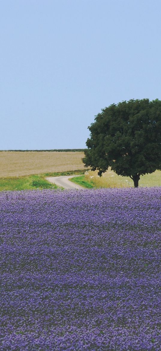 field, flowers, tree, carpet, lilac