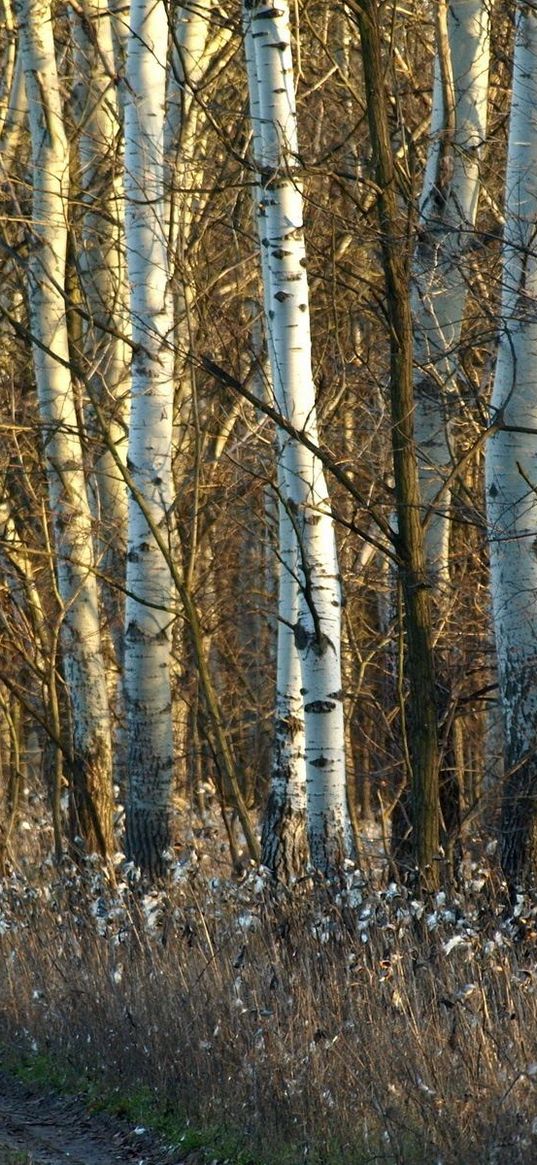 birches, trunks, dandelions, grass, faded