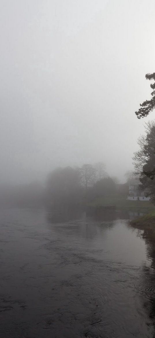 pine, river, inclination, gloomy