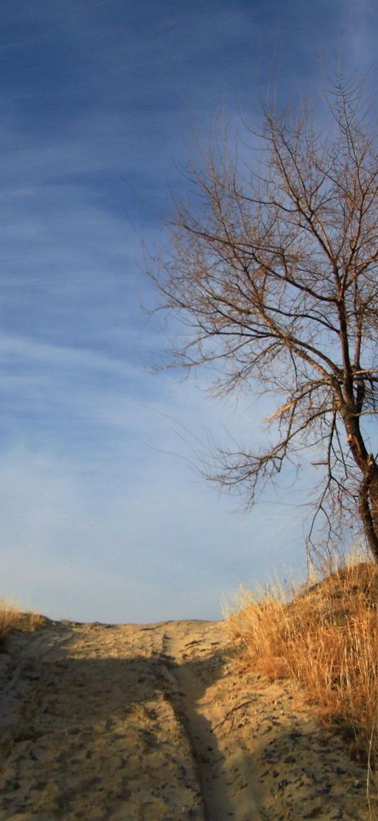 road, sand, eminence, tree, naked