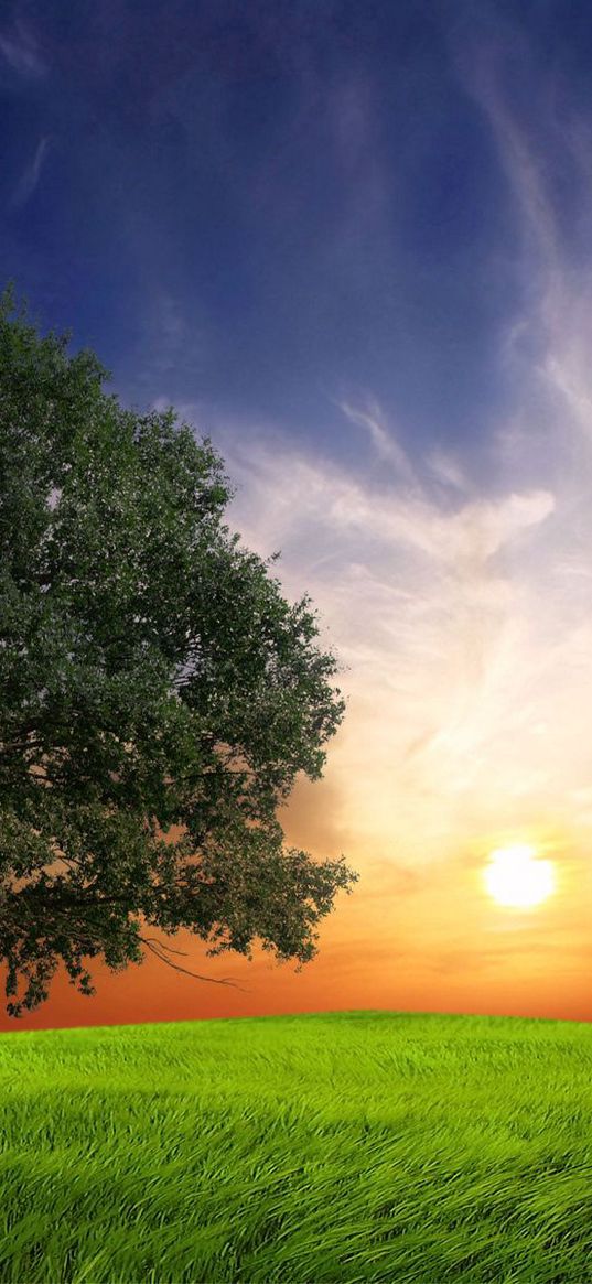 field, grass, trees, wind, evening