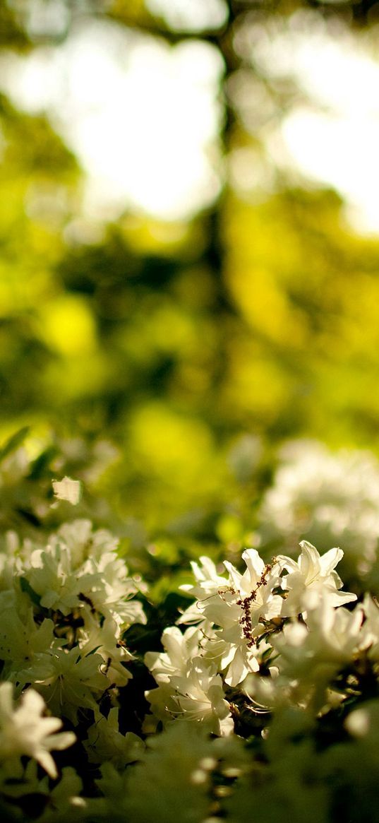 wood, greens, flowers, white