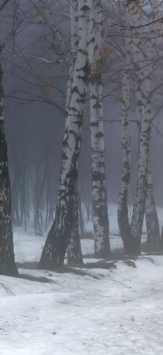 birches, fog, snow