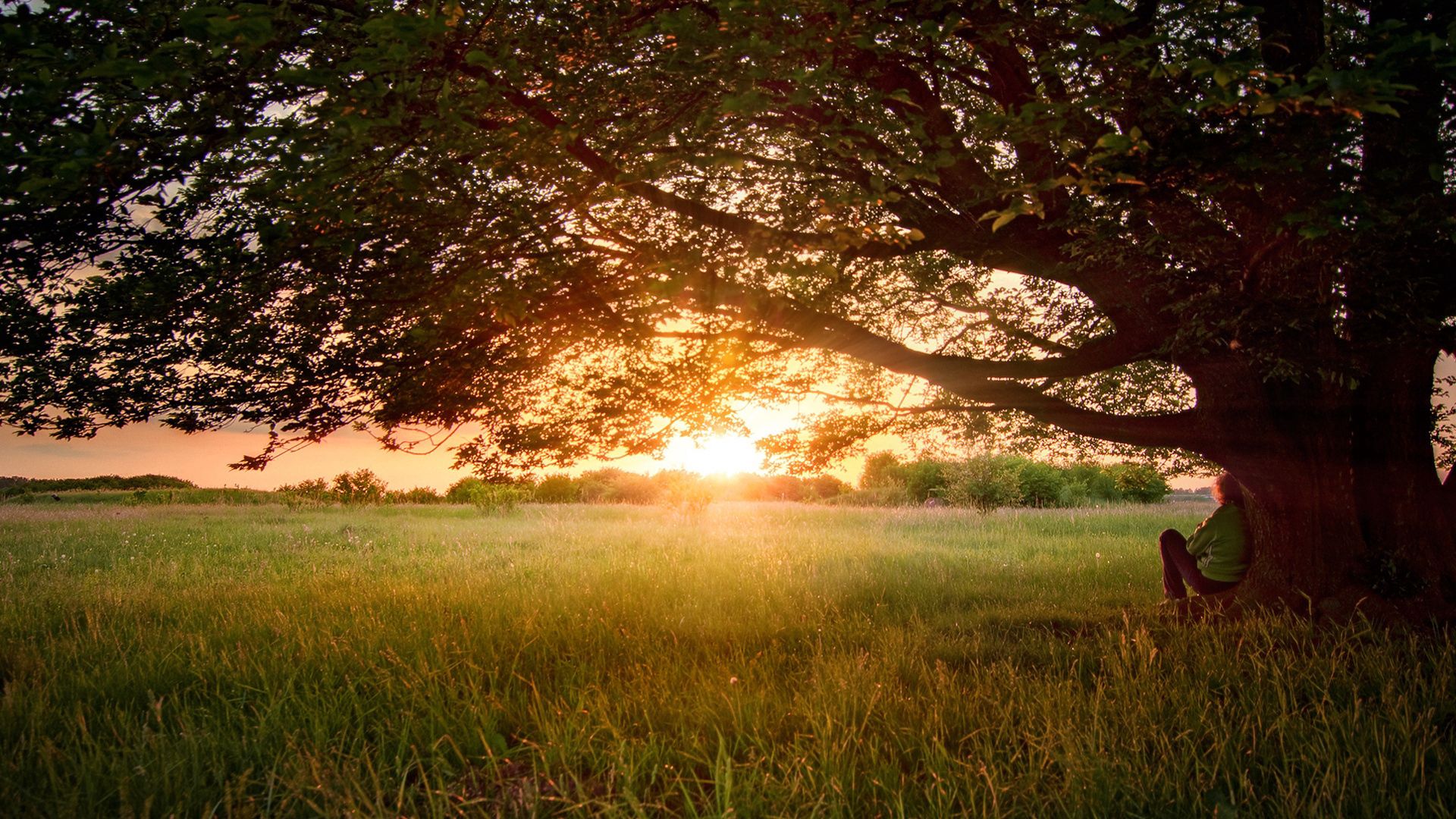 tree, branches, krone, sprawling, person, decline, evening, dreams, field