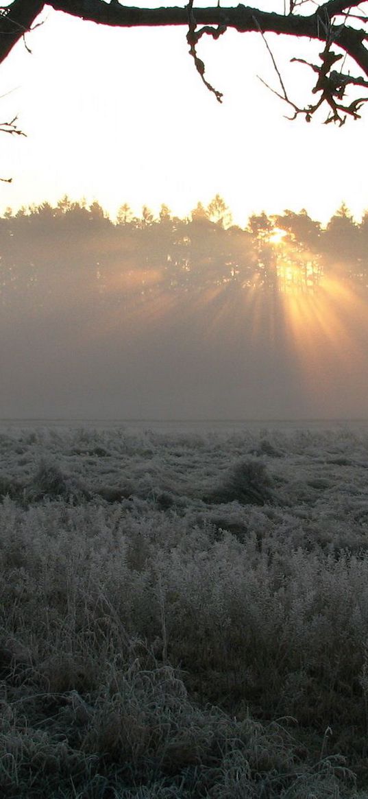 tree, fog, frosts, beams, morning