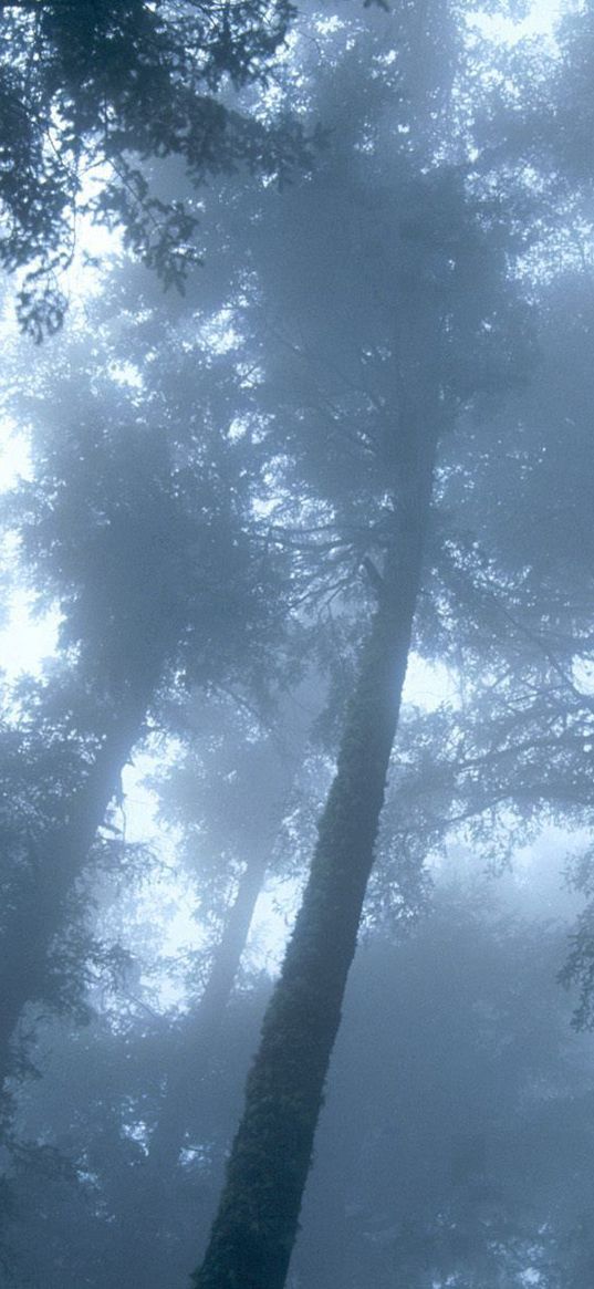 trees, wood, fog, crones