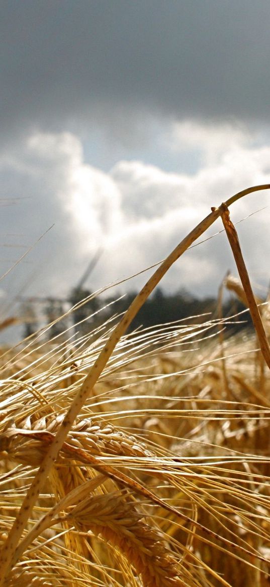 ear, macro, field, clouds