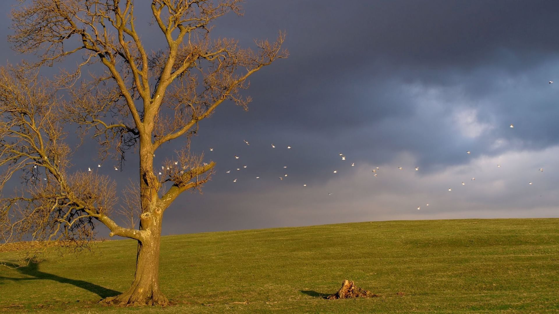 tree, birds, cloudy, horizon, sky, gloomy