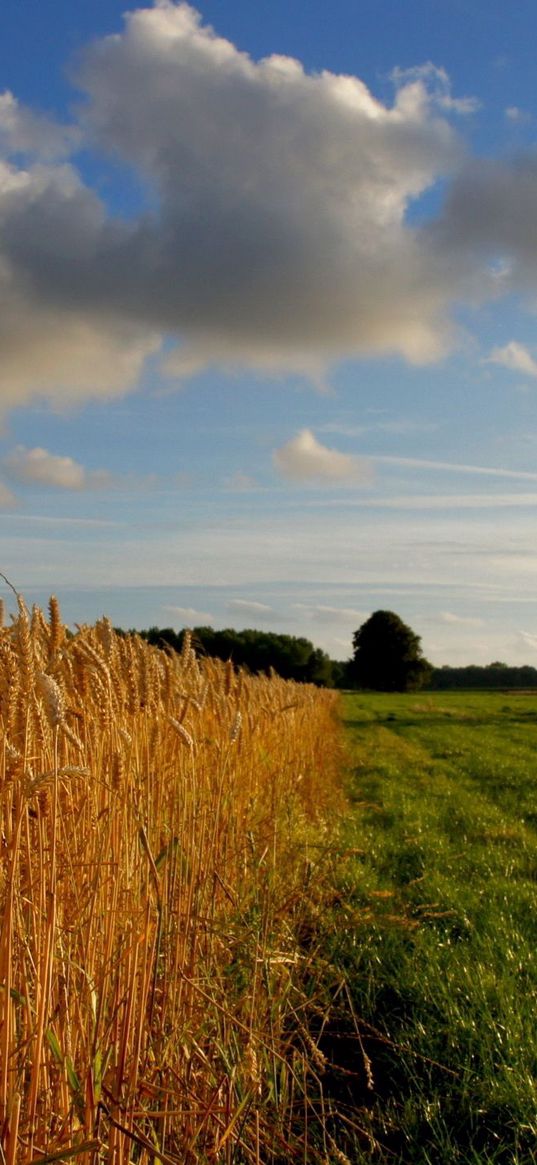 ears, yellow, gold, field, clouds, tree, grass