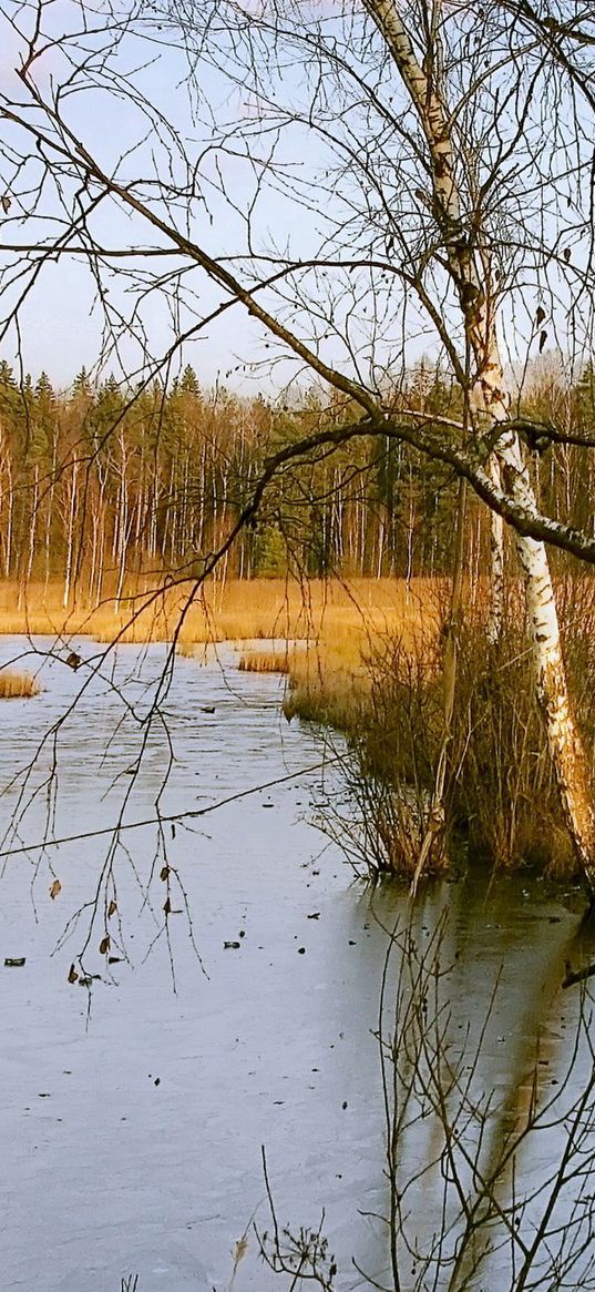 birches, autumn, river, landscape