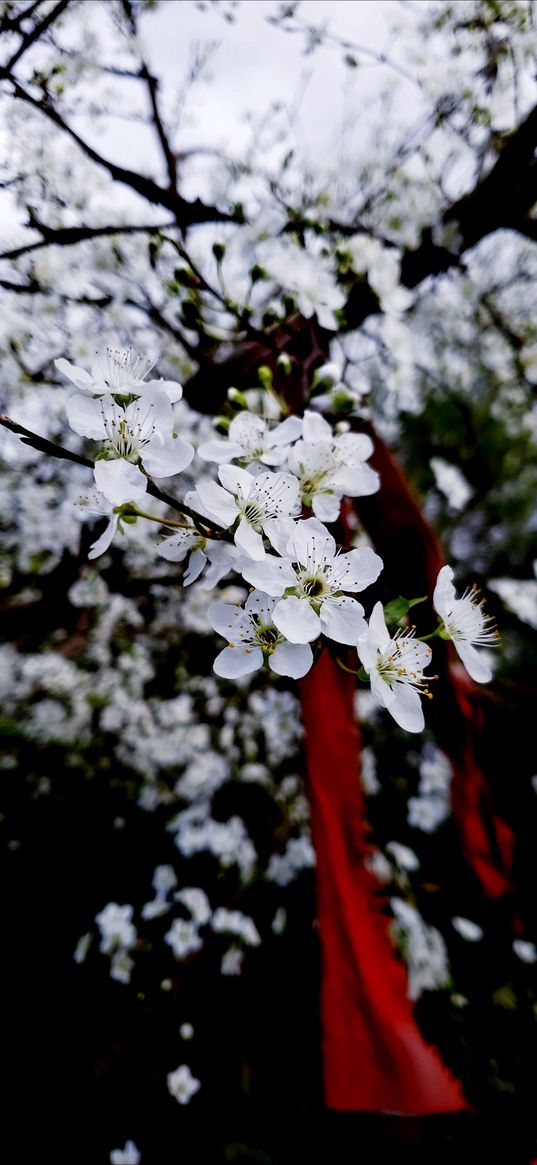 white, red, flowes, branches