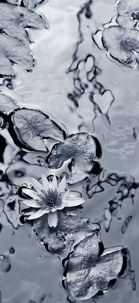 lily, water, leaves, black-and-white