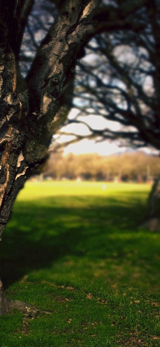 tree, trunk, bark, crinkles, park, summer