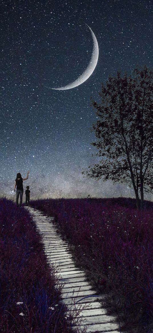 flowers, field, walkway, tree, starry sky, moon