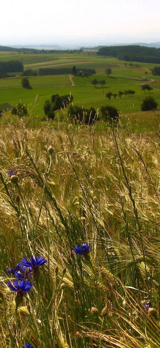 field, herbs, flowers, open spaces