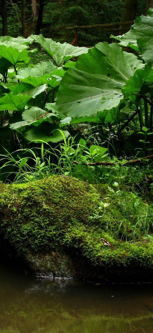 stream, river, wood, stones, murmur, burdocks, vegetation