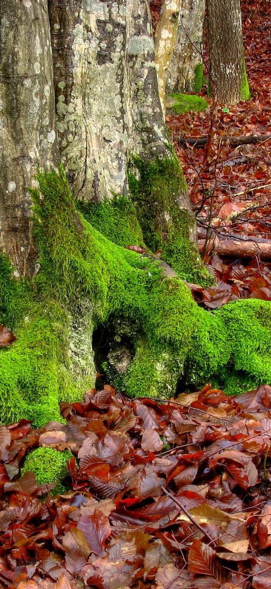 moss, trees, leaves, roots, autumn, october