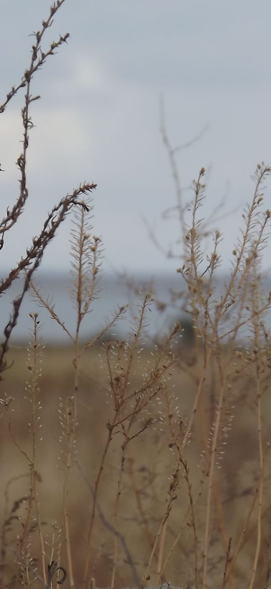 field, grass, bush, dry, withering