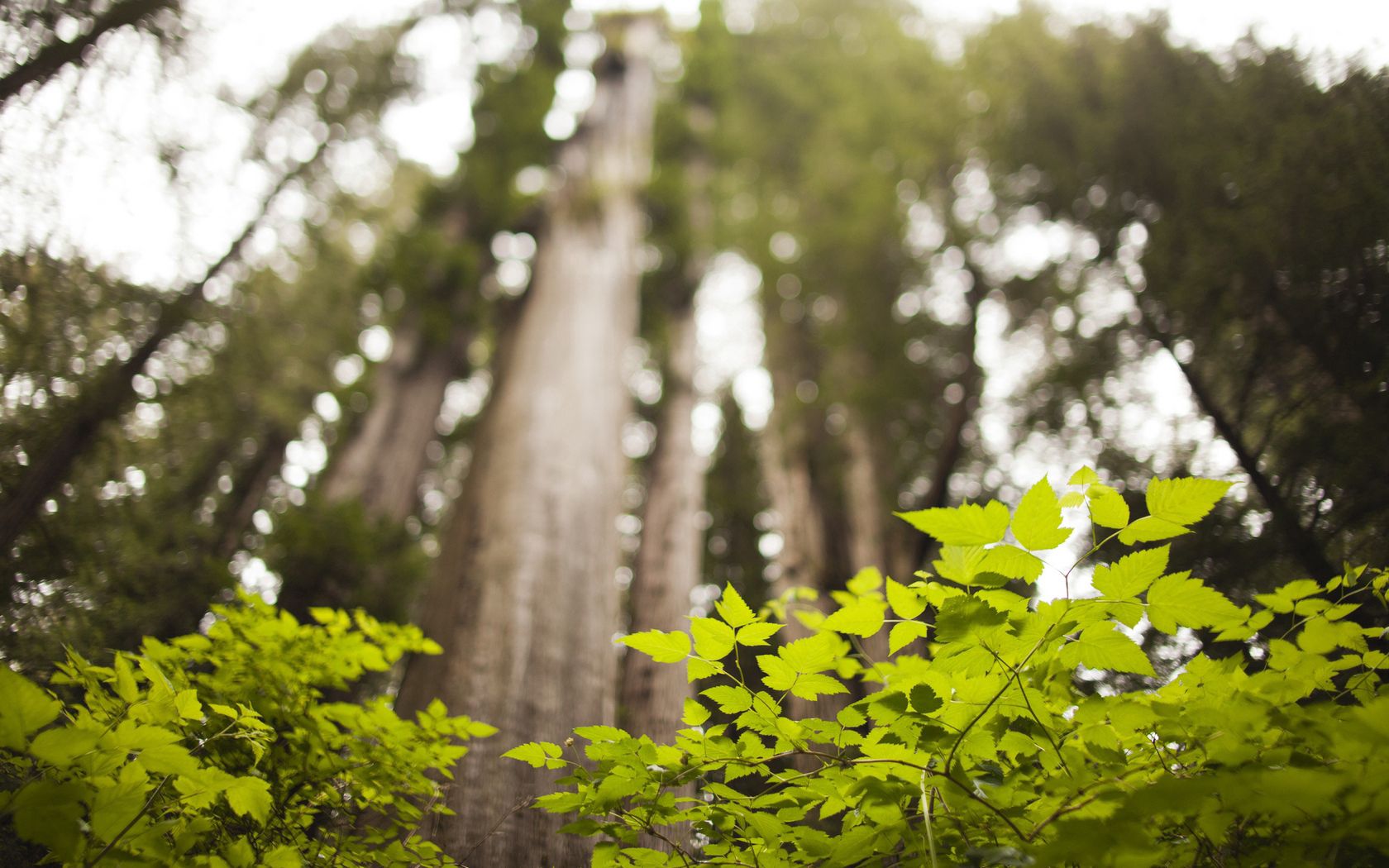 from below, grass, summer, trees, branches, foreground