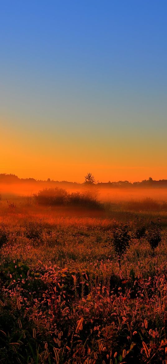 decline, sun, lighting, field, orange